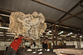 Cooinbil Shearing 039478  © Claire Parks Photography